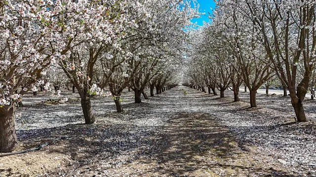 a view of backyard with tree
