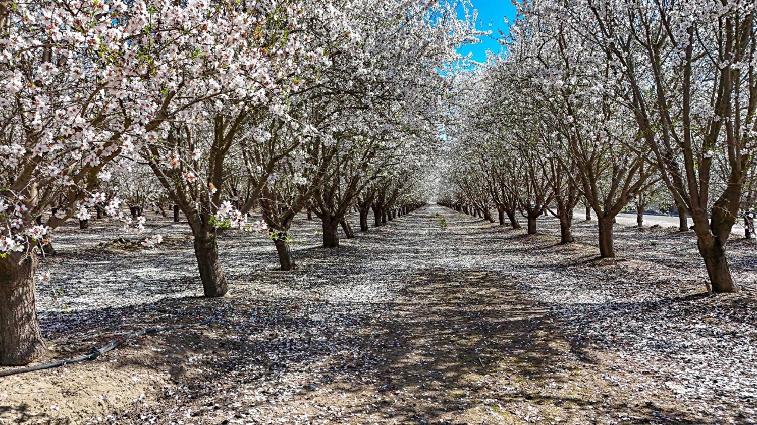 0 Santa Fe Avenue Planada, CA 95365 - Photo 34 of 40 a view of outdoor space with trees