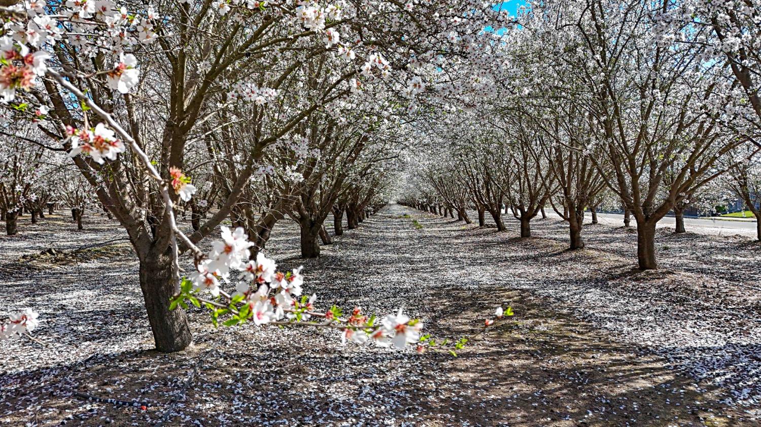 0 Santa Fe Avenue Planada, CA 95365 - Photo 35 of 40 a view of outdoor space with deck and trees