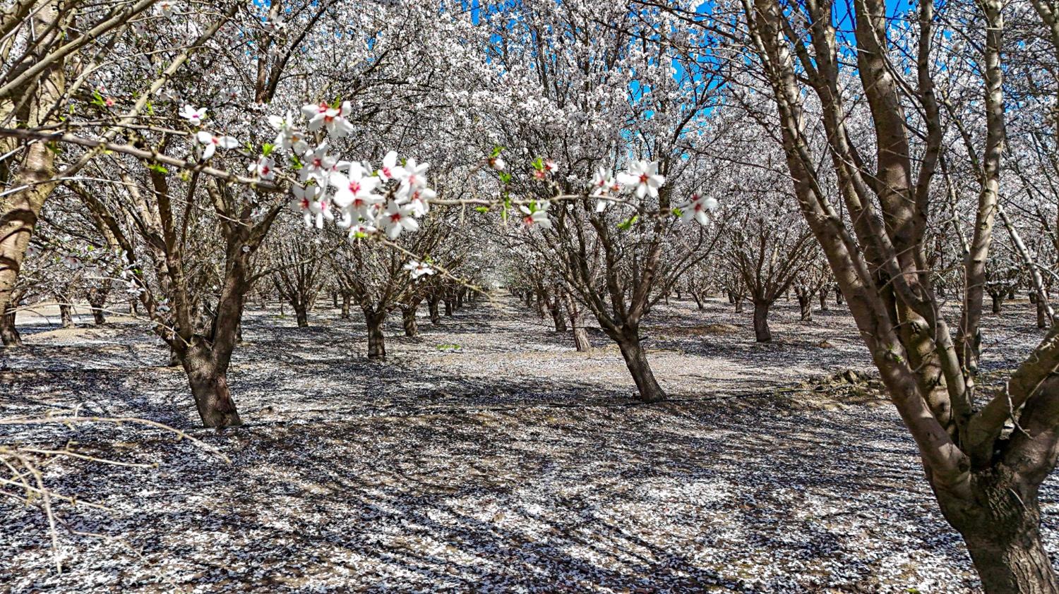0 Santa Fe Avenue Planada, CA 95365 - Photo 36 of 40 a view of a yard with lots of trees