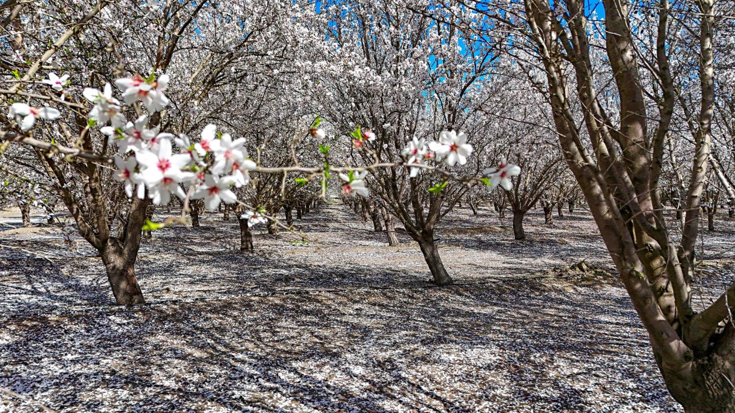 0 Santa Fe Avenue Planada, CA 95365 - Photo 37 of 40 a view of a tree with a yard
