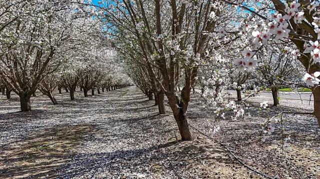 $999,999 | 0 Santa Fe Avenue, Planada, CA 95365