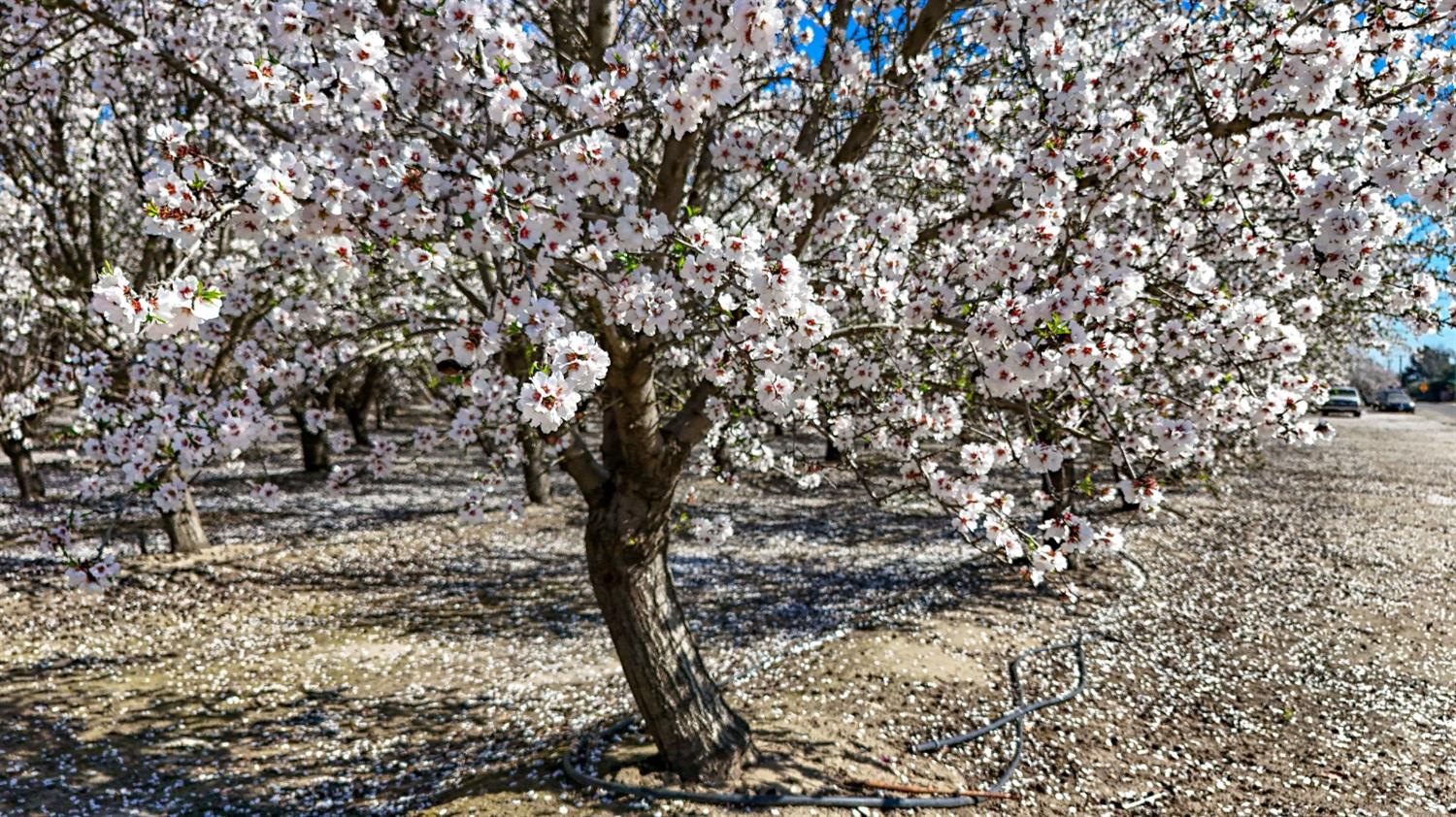 0 Santa Fe Avenue Planada, CA 95365 - Photo 39 of 40 a view of a tree