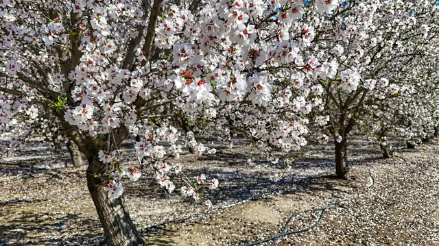 $999,999 | 0 Santa Fe Avenue, Planada, CA 95365