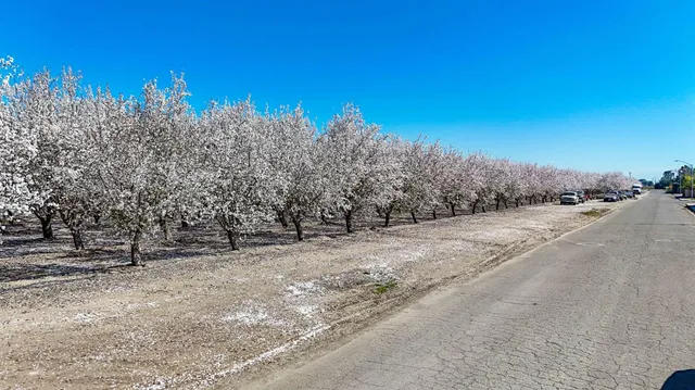 a view of a yard with a tree
