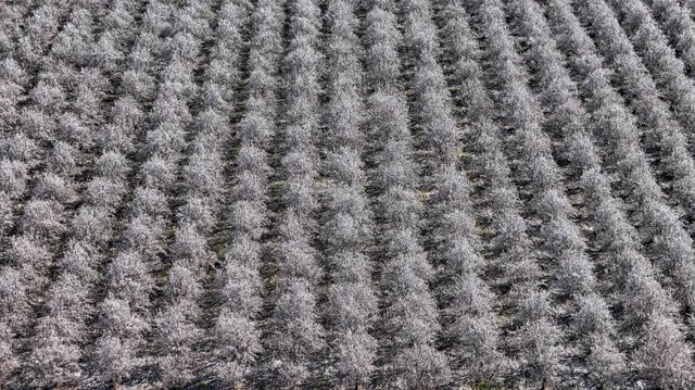 a close up view of a dry yard