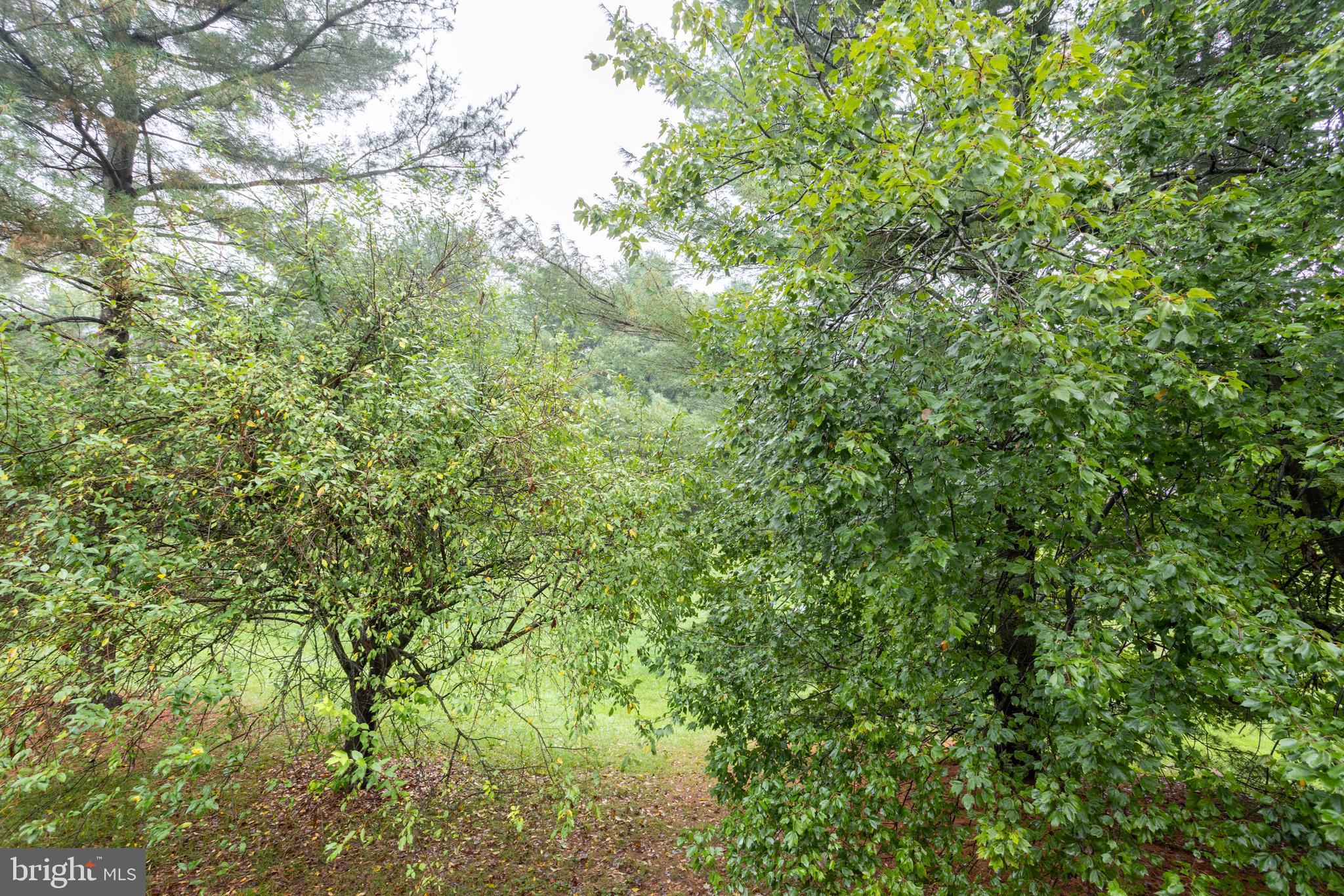 5065 Columbia Road, Unit 18 11 Columbia, MD 21044 - Photo 49 of 51 a view of a lush green forest