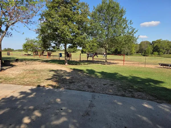 a view of a yard with plants and large trees