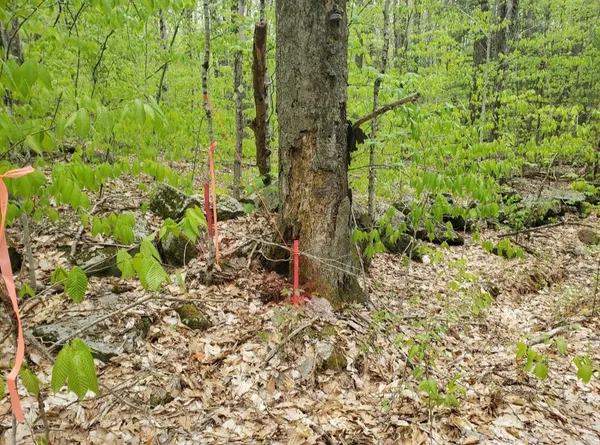 $109,000 | 0 Old Gilsum Road, Keene, NH 03431