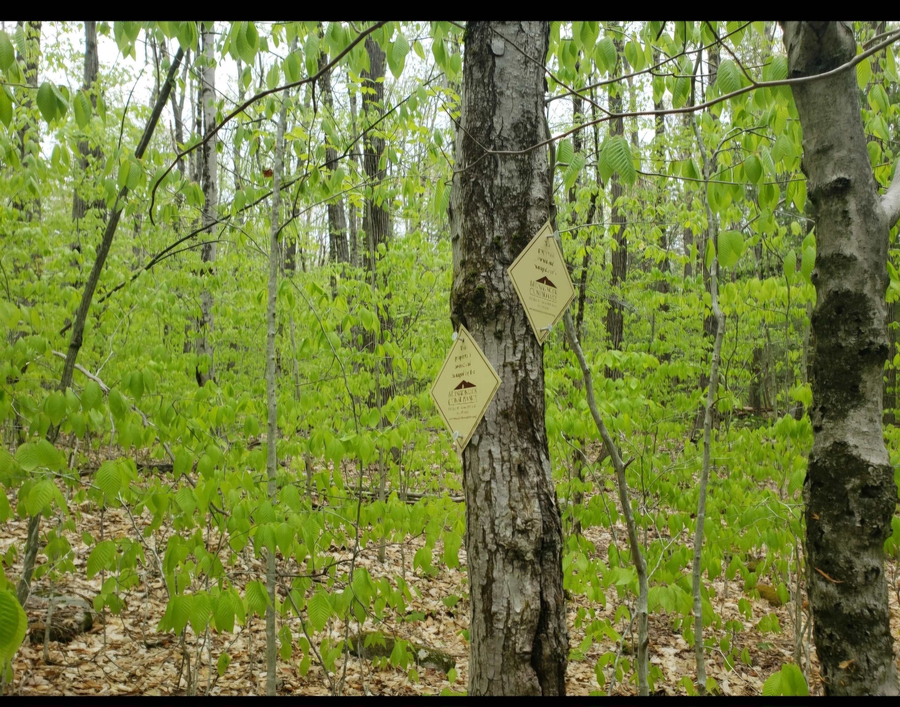 0 Old Gilsum Road Keene, NH 03431 - Photo 6 of 6