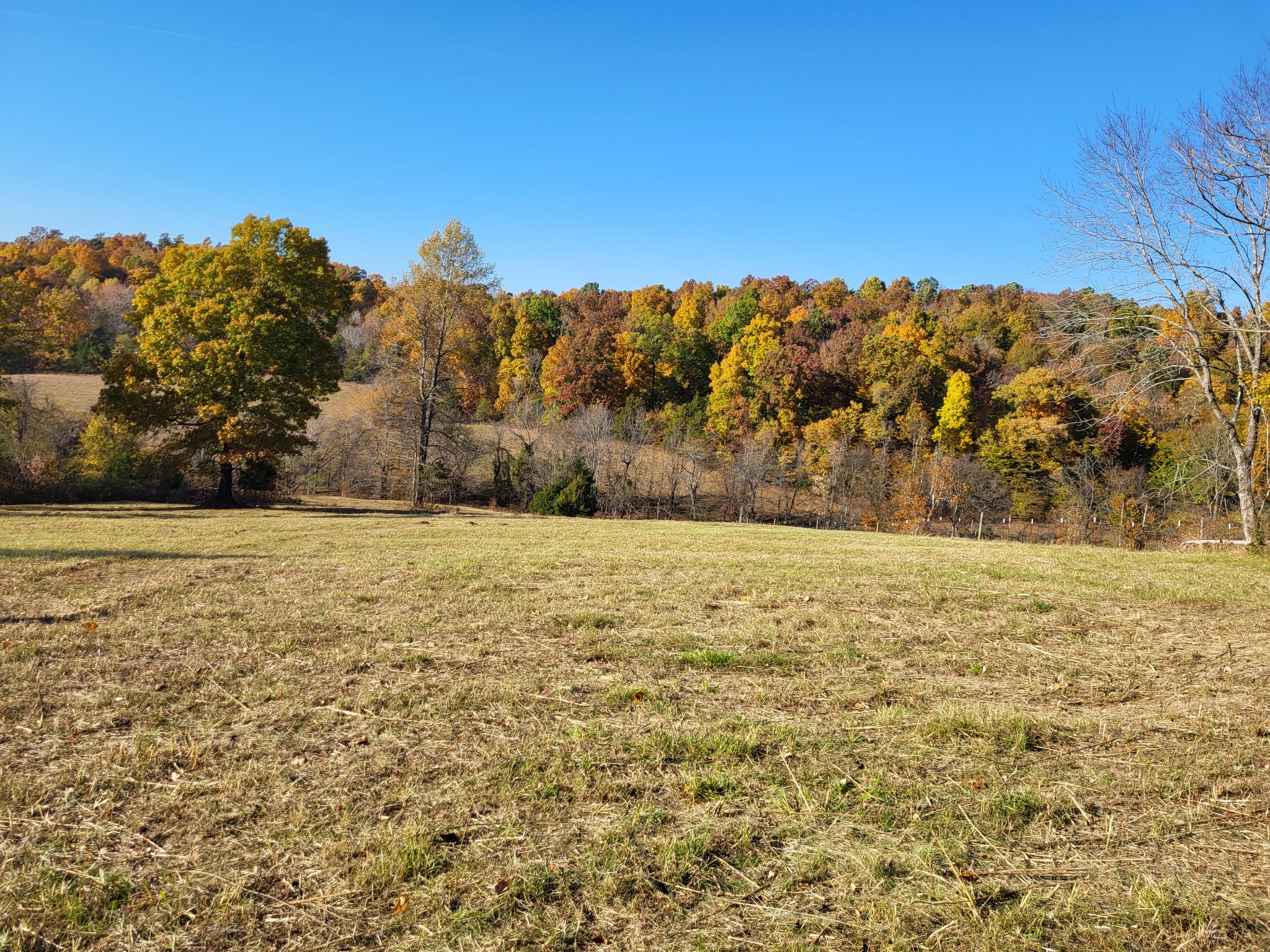 0 Benton Ridge Road Palmyra, TN 37142 - Photo 3 of 8 Gallery Image 3
