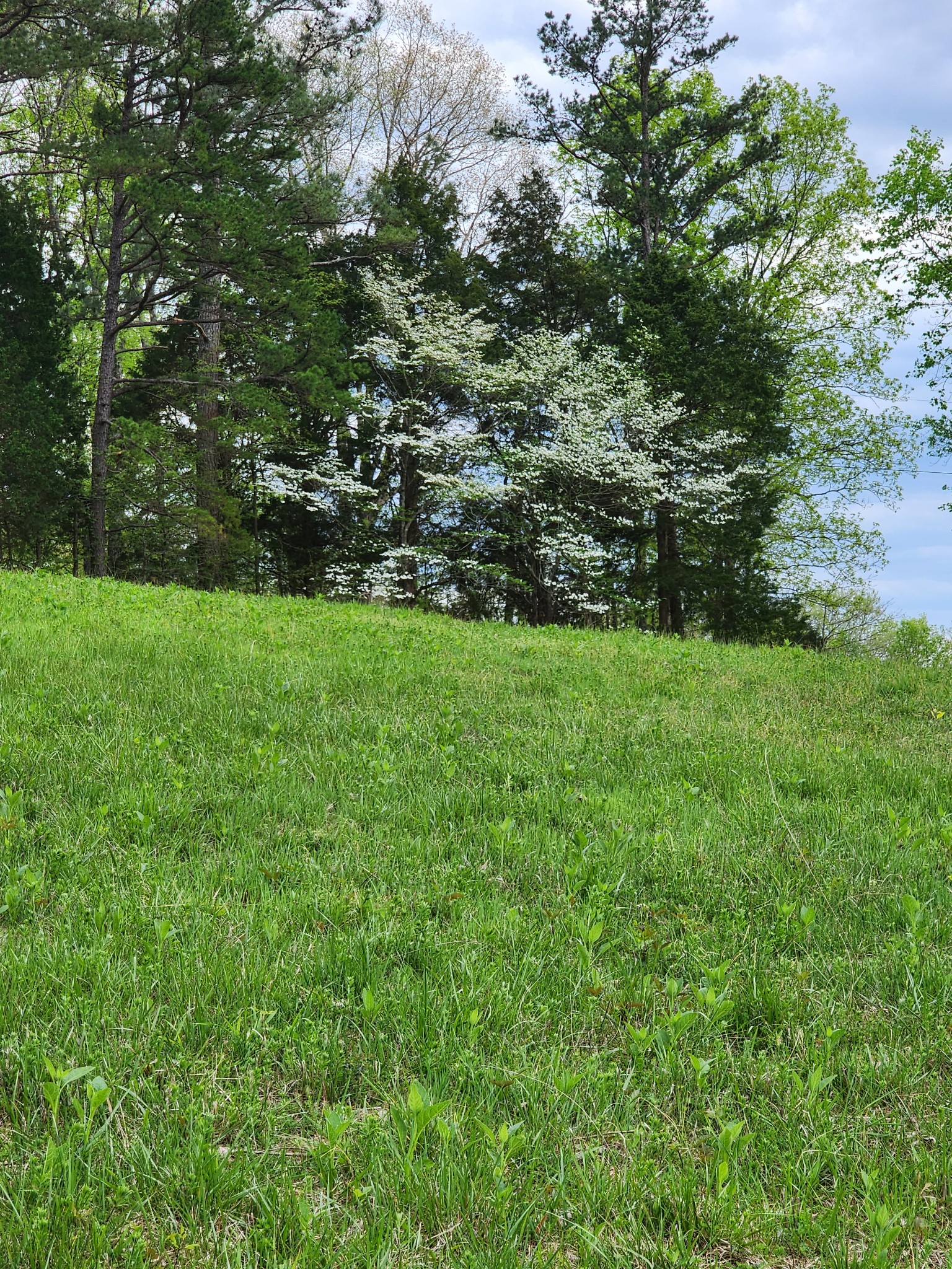 0 Benton Ridge Road Palmyra, TN 37142 - Photo 7 of 8 Gallery Image 7
