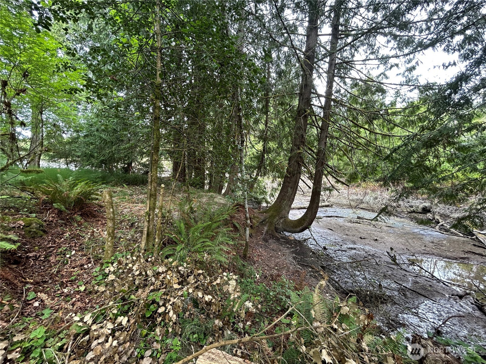 19401 Whiteman Cove Road Southwest Longbranch, WA 98351 - Photo 12 of 19 a view of a forest with lots of trees