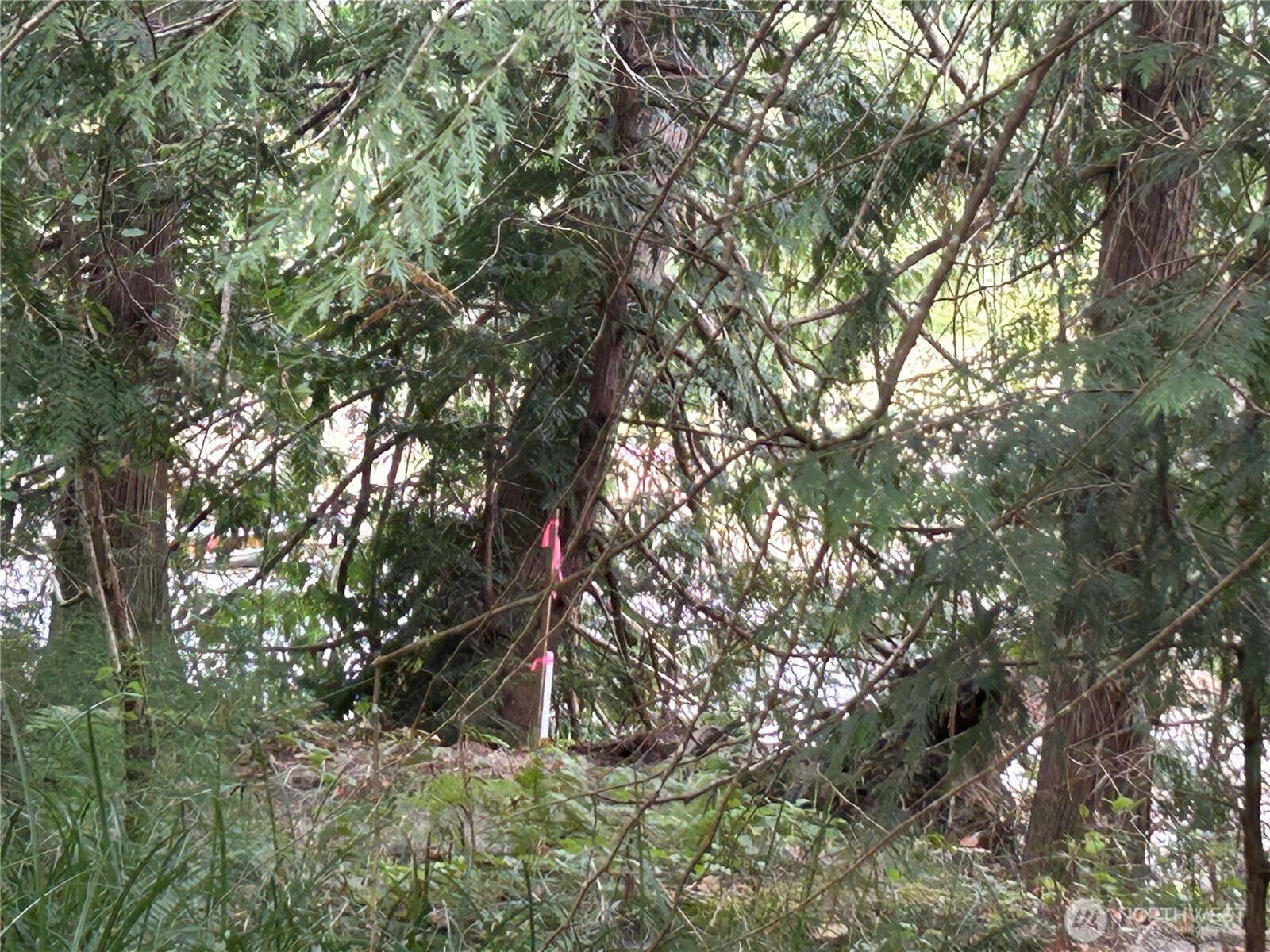 19401 Whiteman Cove Road Southwest Longbranch, WA 98351 - Photo 13 of 19 a backyard of a house with lots of trees