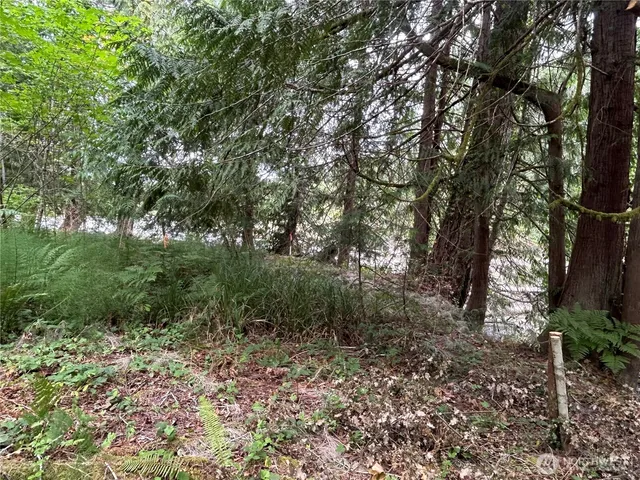 a view of a forest with trees