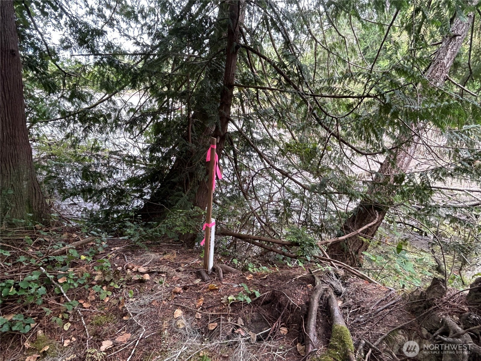 19401 Whiteman Cove Road Southwest Longbranch, WA 98351 - Photo 15 of 19 a front view of a house with a tree