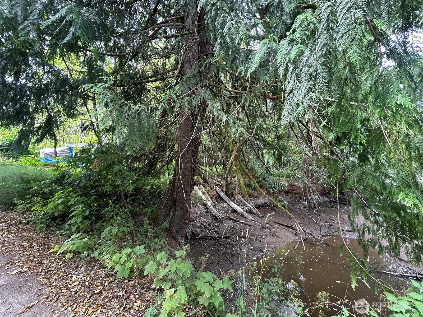 19401 Whiteman Cove Road Southwest Longbranch, WA 98351 - Photo 17 of 19 a view of a forest with lots of trees