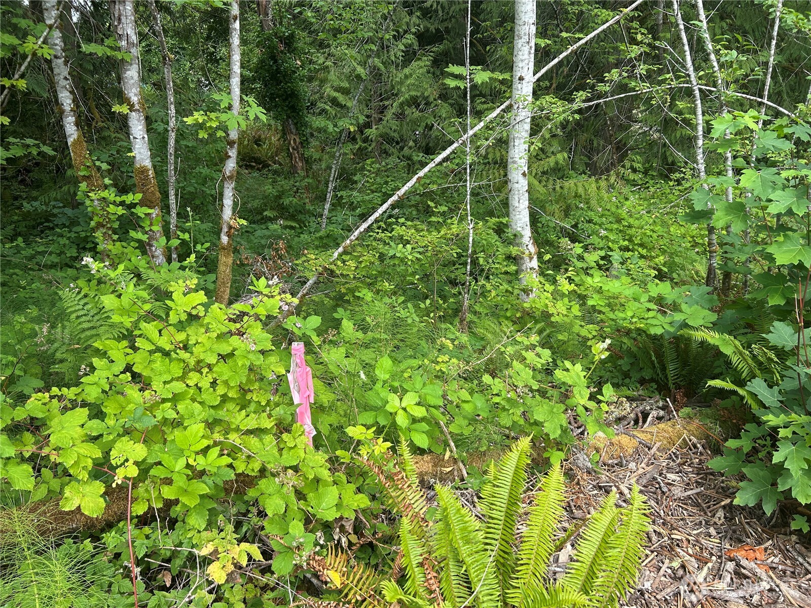 19401 Whiteman Cove Road Southwest Longbranch, WA 98351 - Photo 6 of 19 a backyard of a house with lots of green space and a lake view