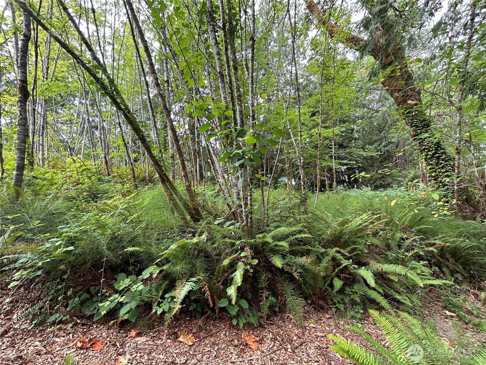 19401 Whiteman Cove Road Southwest Longbranch, WA 98351 - Photo 9 of 19 a view of a garden
