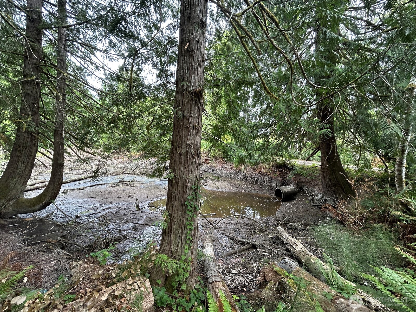 19401 Whiteman Cove Road Southwest Longbranch, WA 98351 - Photo 10 of 19 a view of a yard with large trees