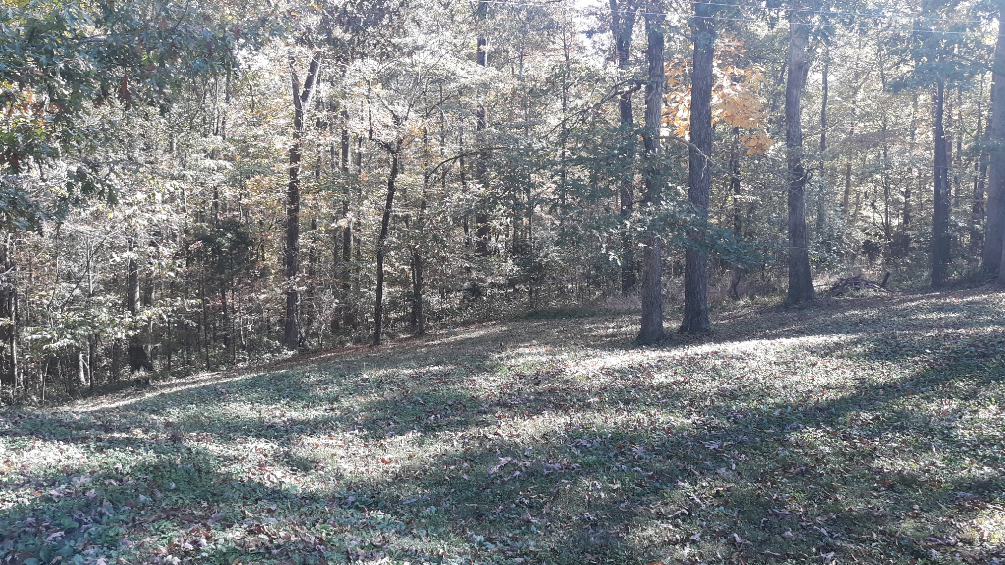 6611 Wesley Ridge Road Lyles, TN 37098 - Photo 21 of 27 a view of empty tree next to a road
