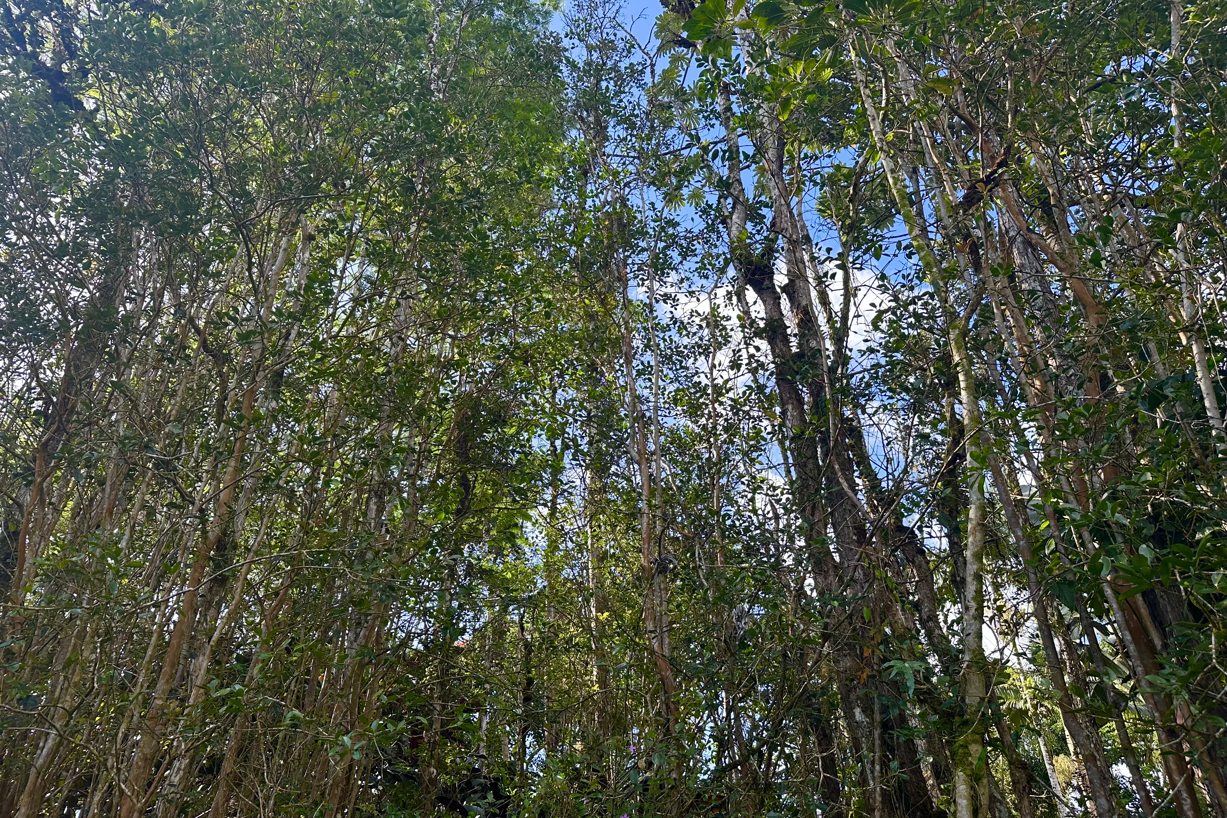 136 Dolphin Lane Pahoa, HI 96778 - Photo 11 of 21 a view of a tree