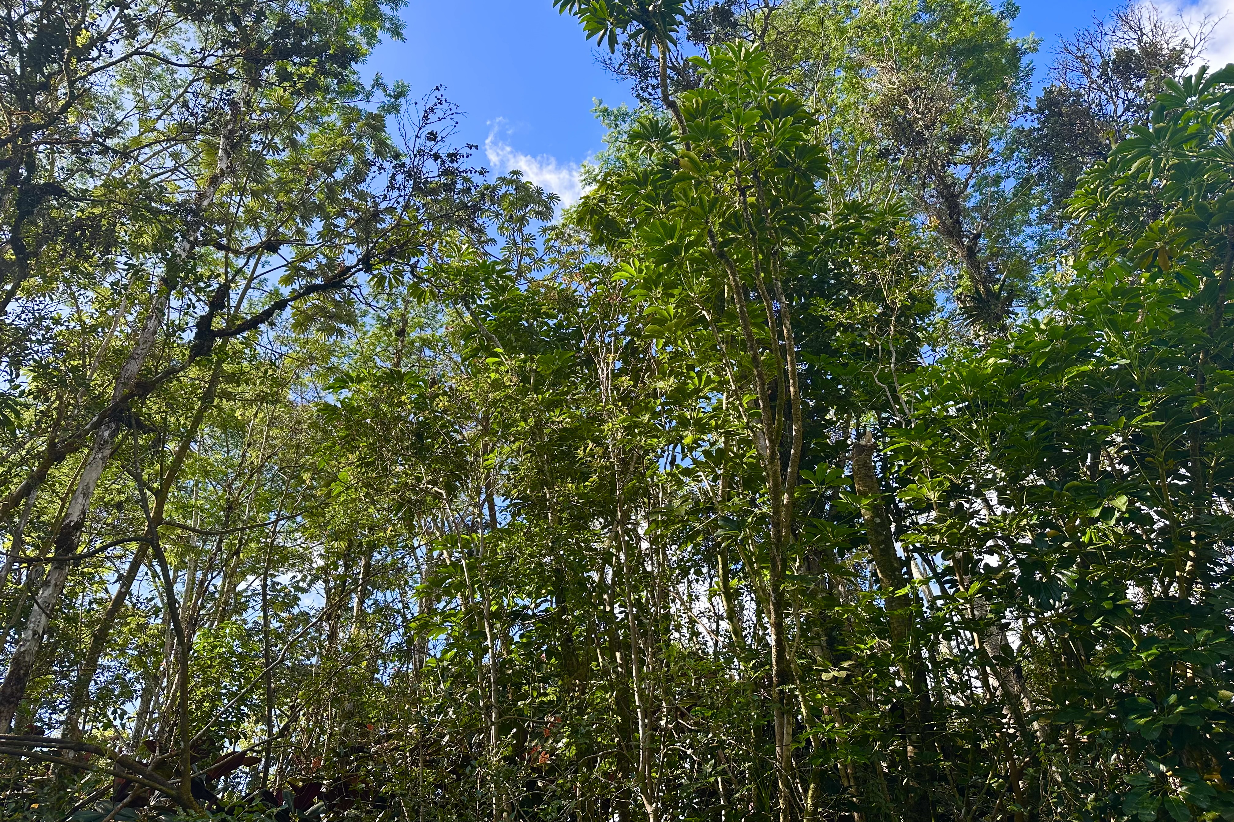 136 Dolphin Lane Pahoa, HI 96778 - Photo 12 of 21 a view of a tree
