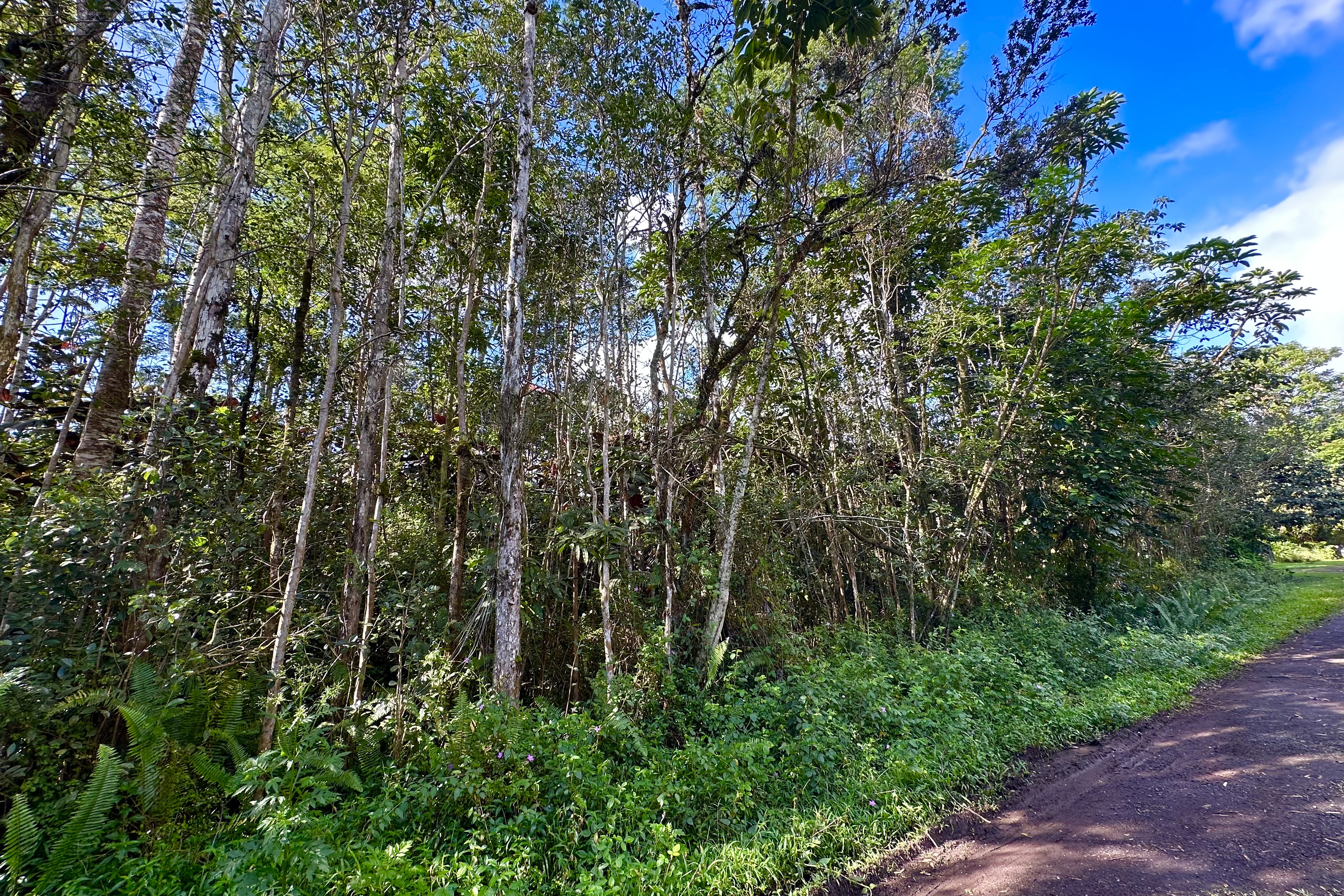 136 Dolphin Lane Pahoa, HI 96778 - Photo 13 of 21 a view of a lush green forest with lots of trees