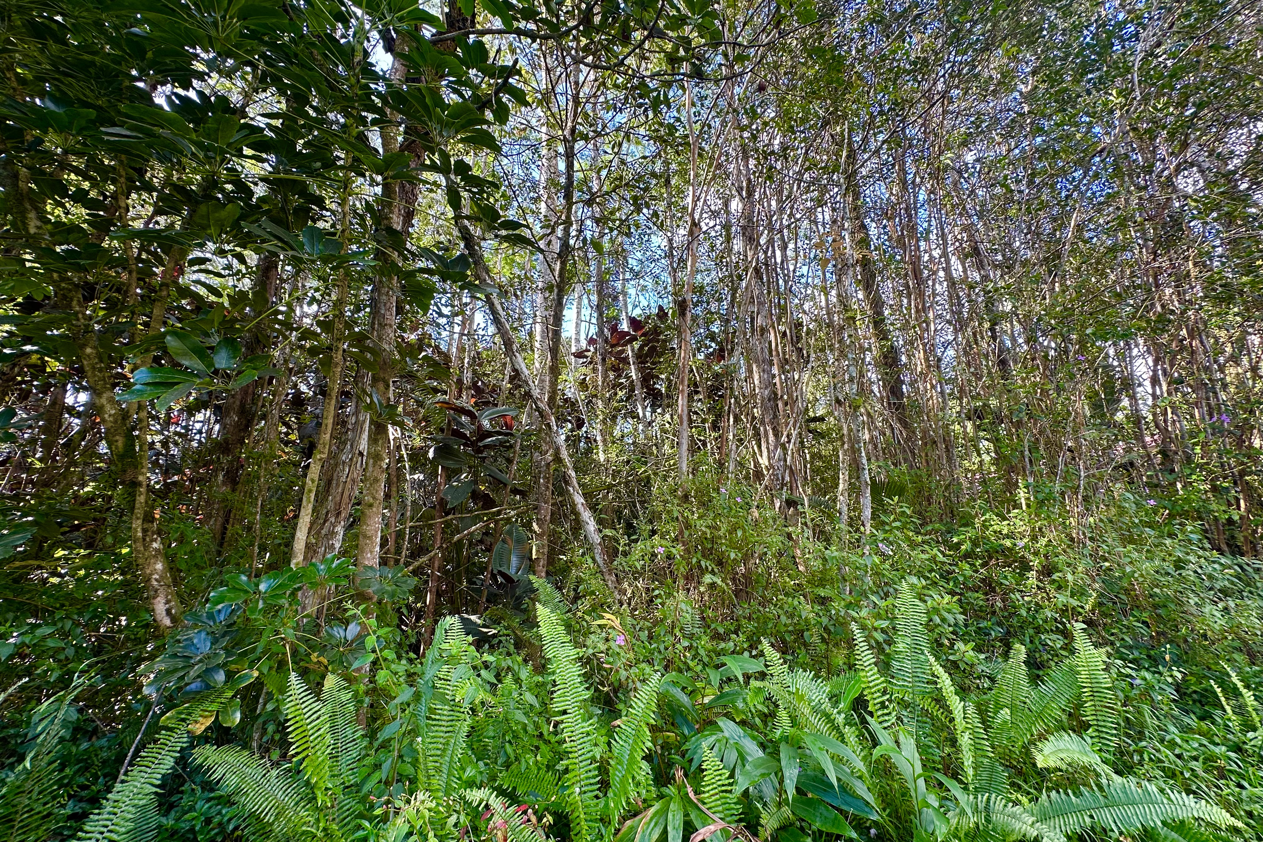 136 Dolphin Lane Pahoa, HI 96778 - Photo 15 of 21 a view of a lush green forest