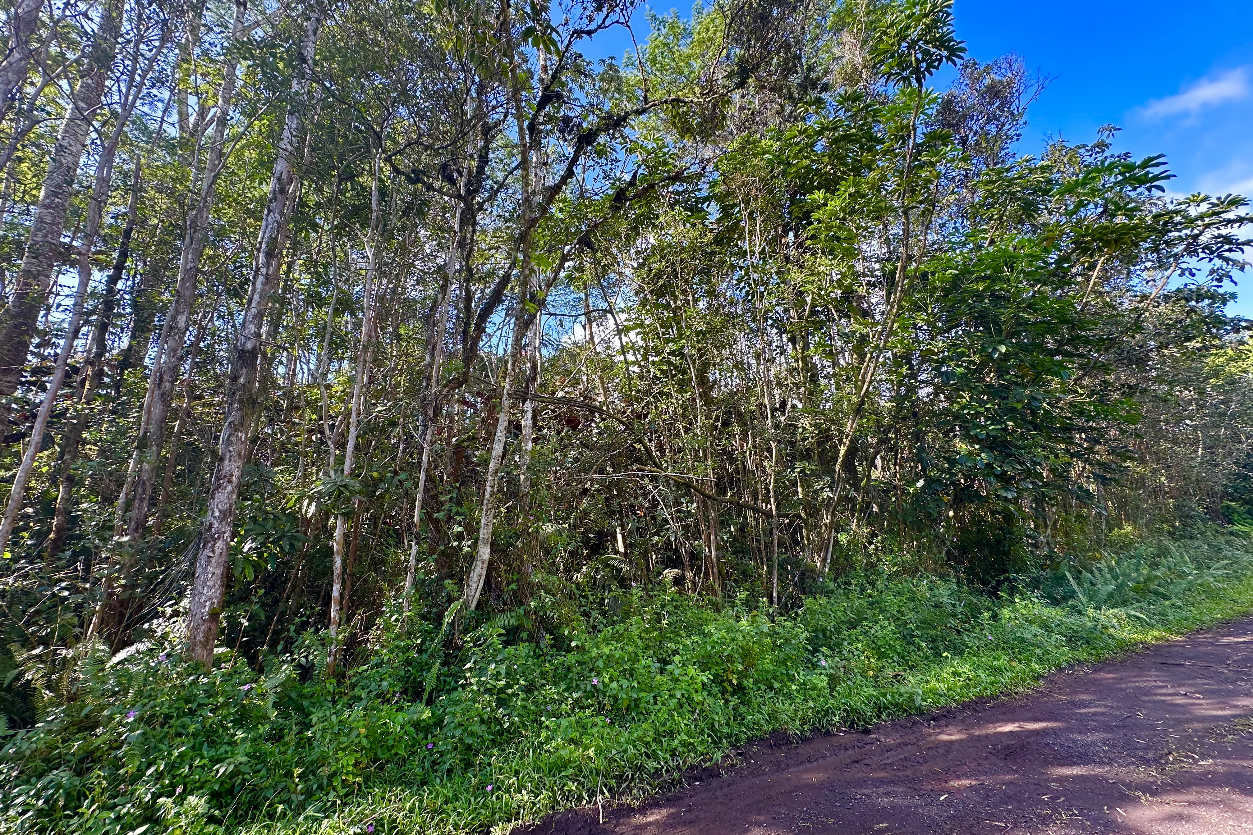 136 Dolphin Lane Pahoa, HI 96778 - Photo 4 of 21 a backyard of a house with lots of green space