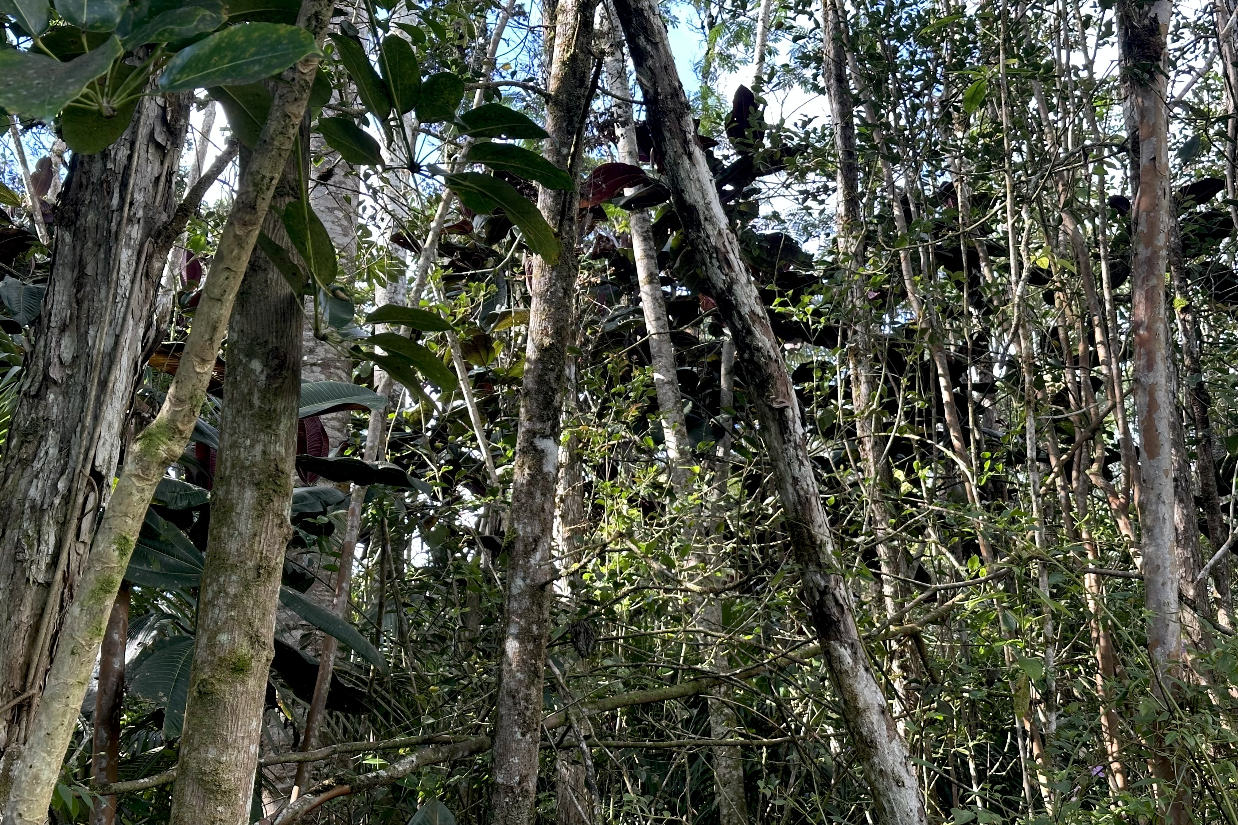 136 Dolphin Lane Pahoa, HI 96778 - Photo 5 of 21