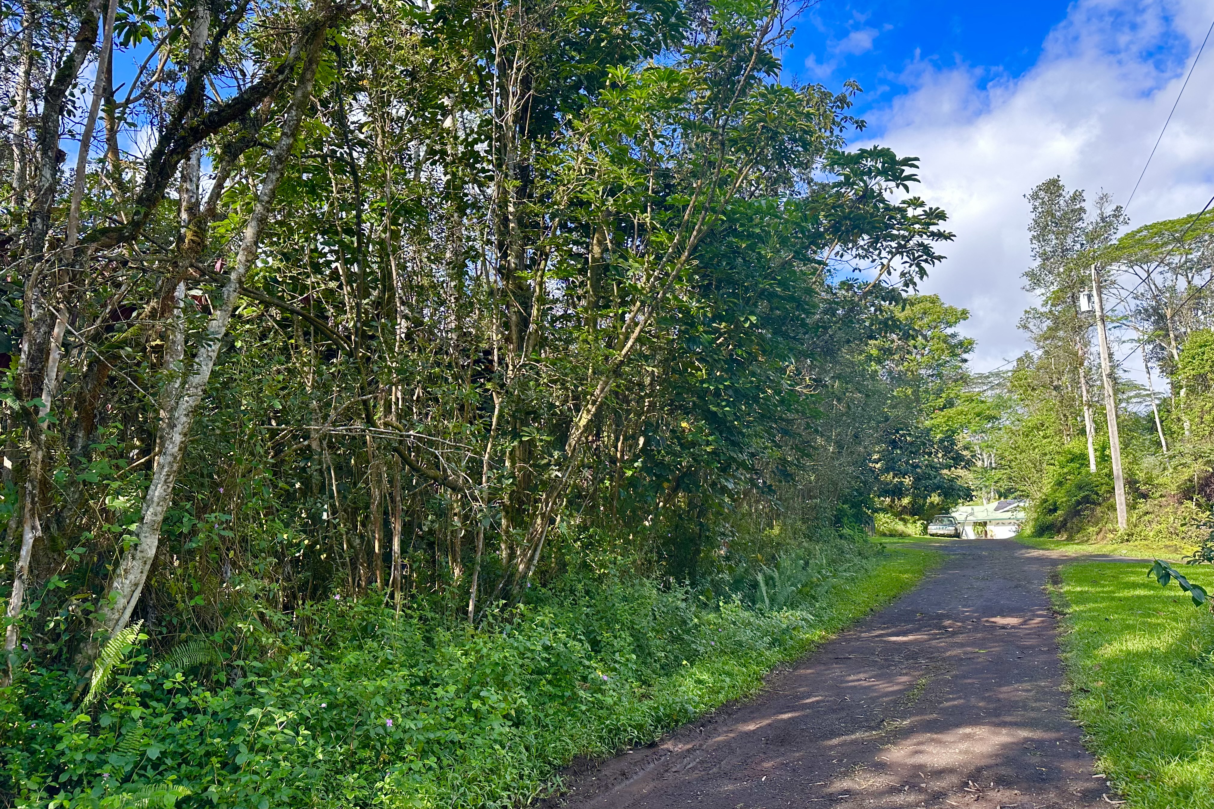 136 Dolphin Lane Pahoa, HI 96778 - Photo 6 of 21 a view of a yard with plants and large trees