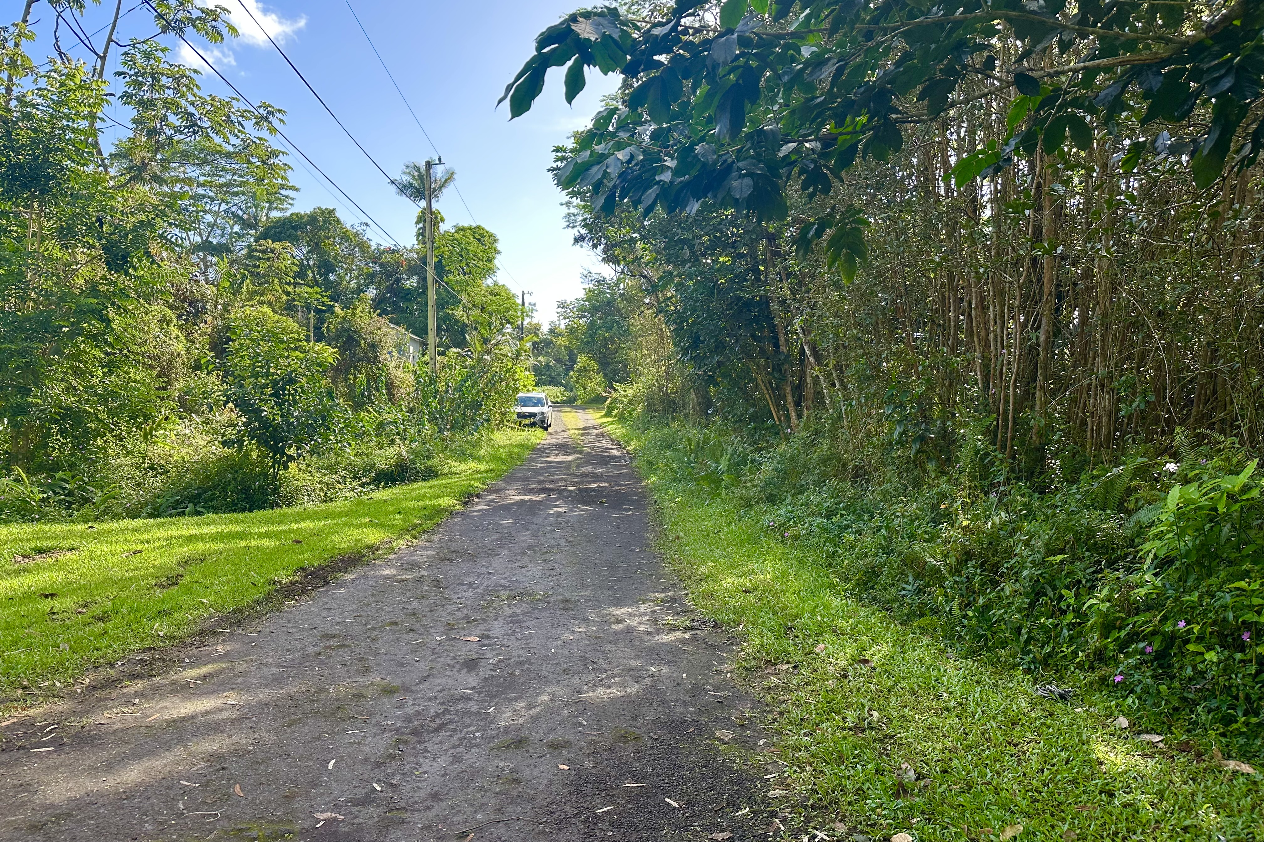 136 Dolphin Lane Pahoa, HI 96778 - Photo 7 of 21 a view of a yard with plants and large trees