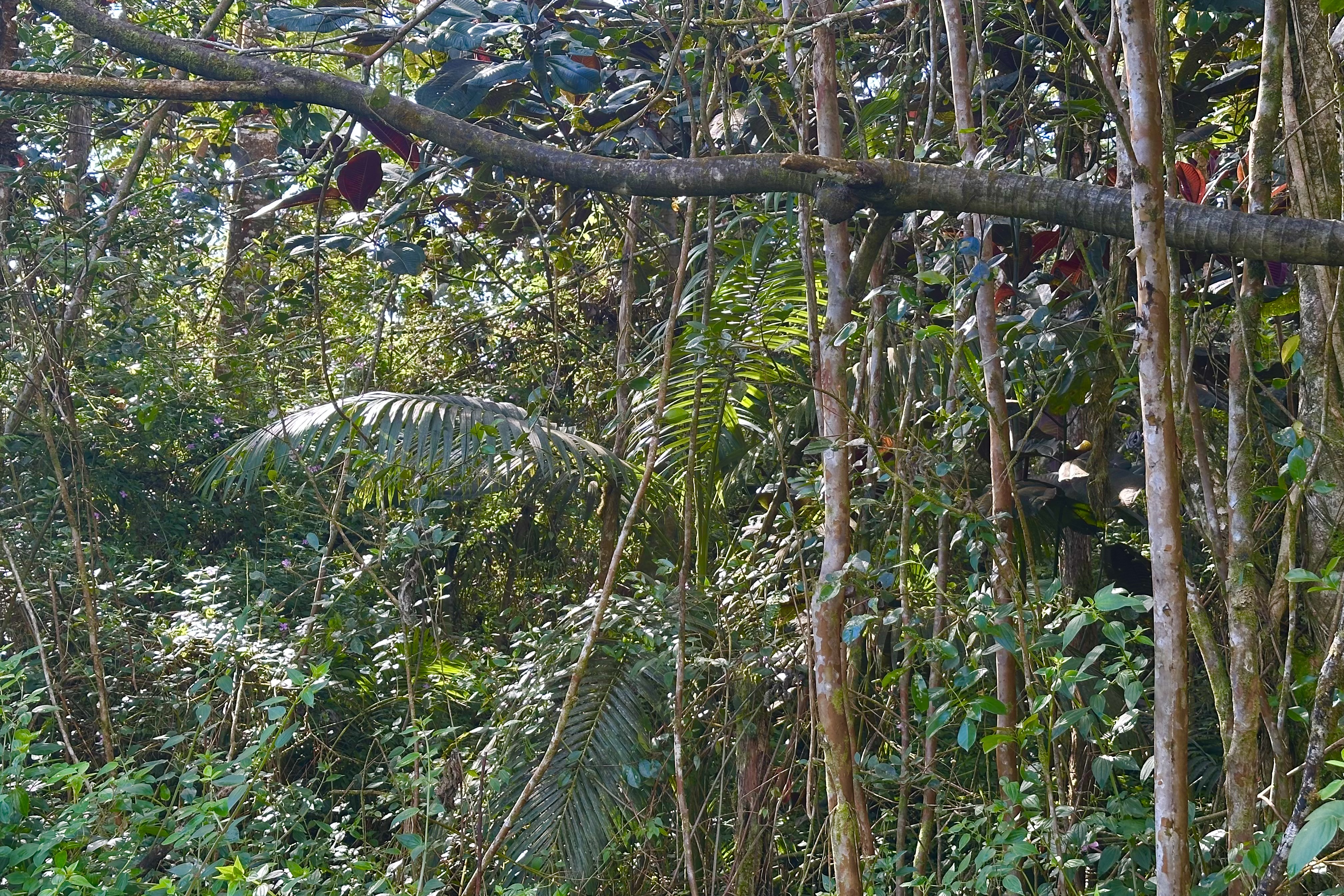 136 Dolphin Lane Pahoa, HI 96778 - Photo 8 of 21 a view of a yard with plants