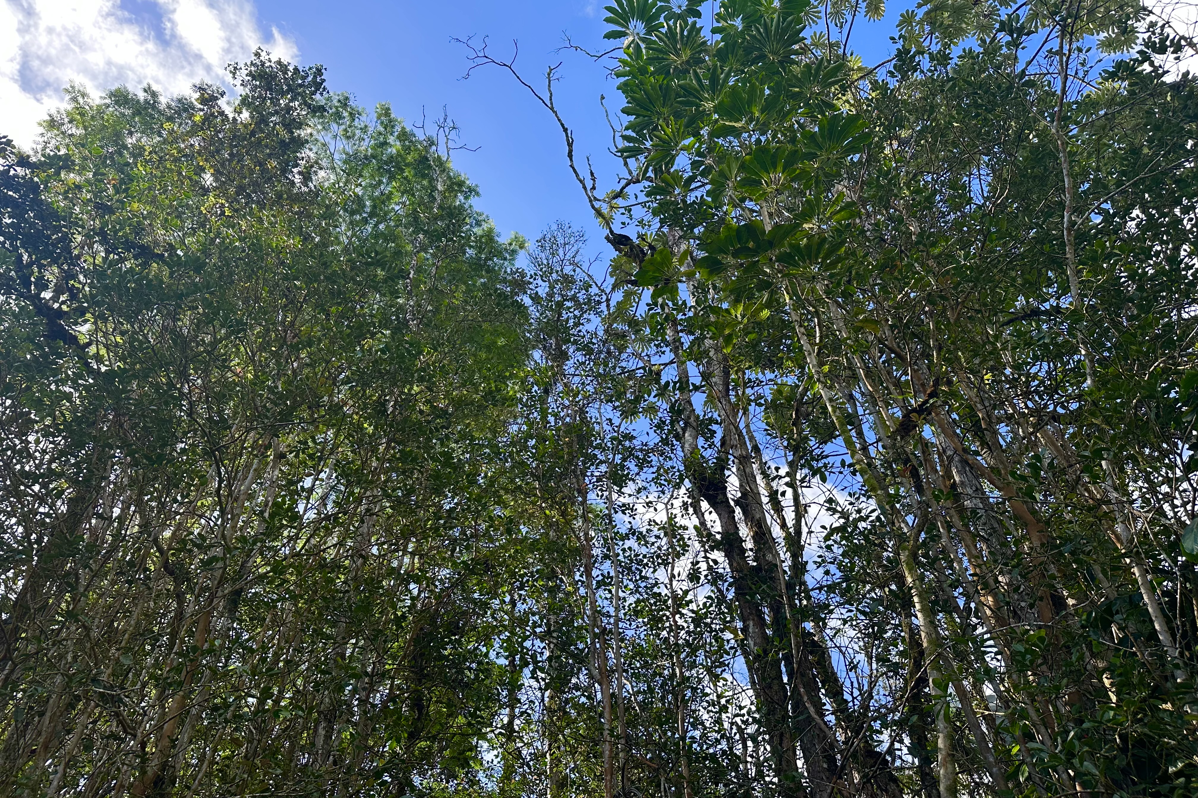 136 Dolphin Lane Pahoa, HI 96778 - Photo 10 of 21 a view of a tree