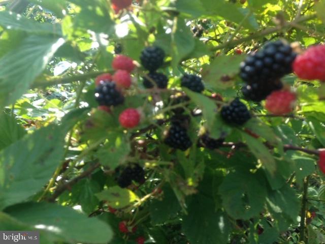 2002 Cortland Road Davidsonville, MD 21035 - Photo 38 of 43 Raspberry and blueberry bushes
