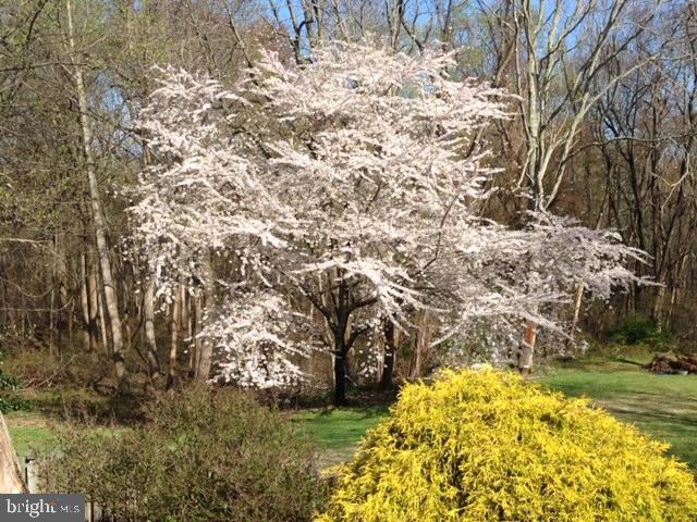 2002 Cortland Road Davidsonville, MD 21035 - Photo 40 of 43 Cherry tree in yard in full bloom