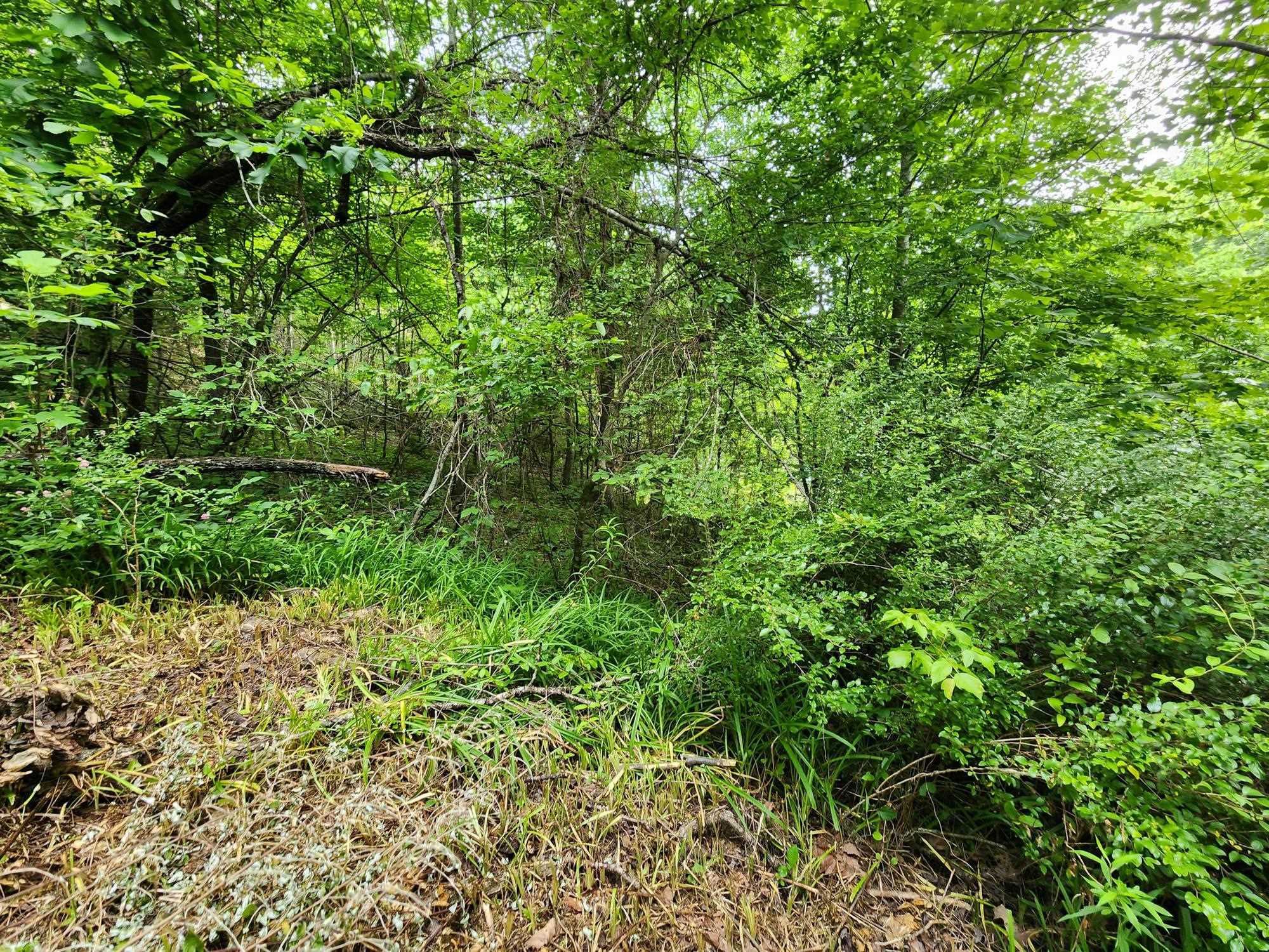 0 Clay Hollow Road Rush, KY 41168 - Photo 10 of 50 Gallery Image 10