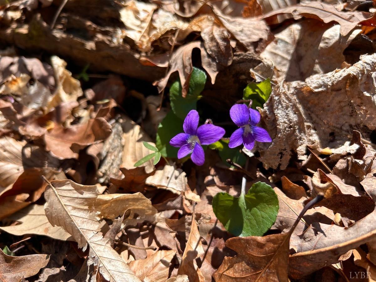 0 Drawbridge Road Pittsville, VA 24139 - Photo 54 of 56 Gallery Image 54