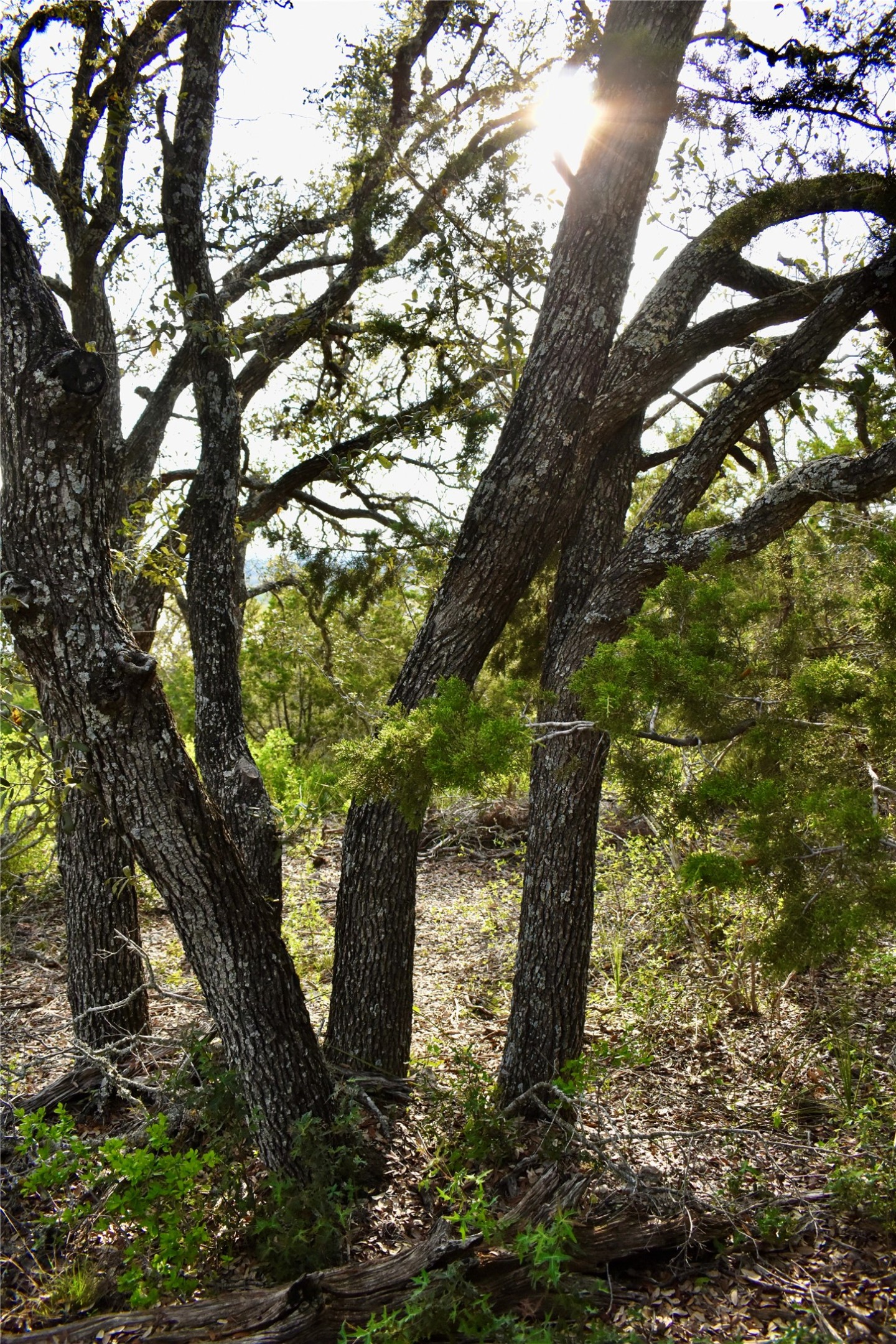 535 Canyon Rock Spring Branch, TX 78070 - Photo 4 of 8 a view of a trees in a yard