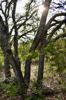 a view of a tree in a yard