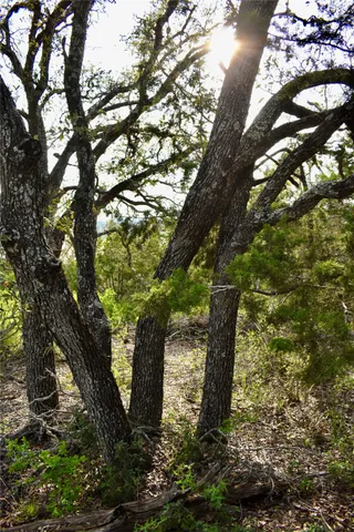 a view of a tree in a yard