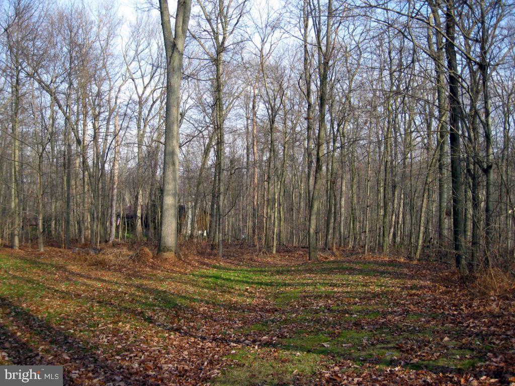159 1/2 Wesley Road Quarryville, PA 17566 - Photo 30 of 43 a view of outdoor space with trees
