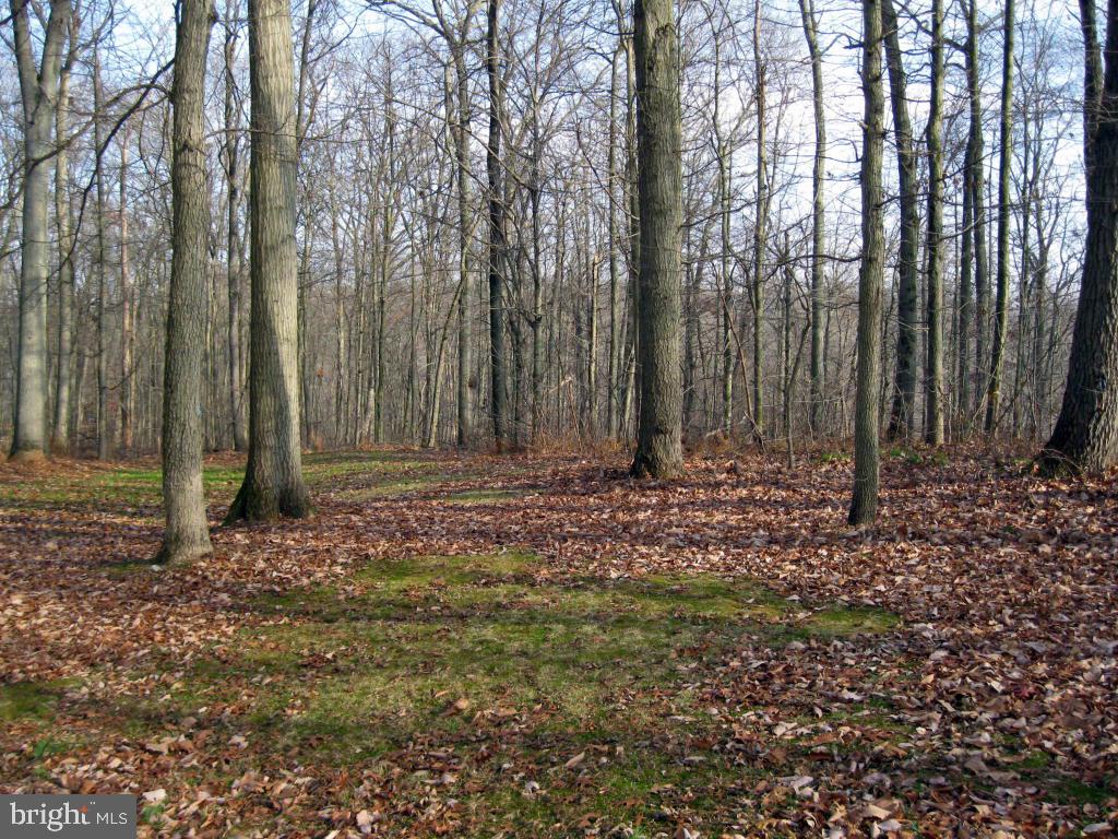 159 1/2 Wesley Road Quarryville, PA 17566 - Photo 36 of 43 a view of outdoor space with lots of trees