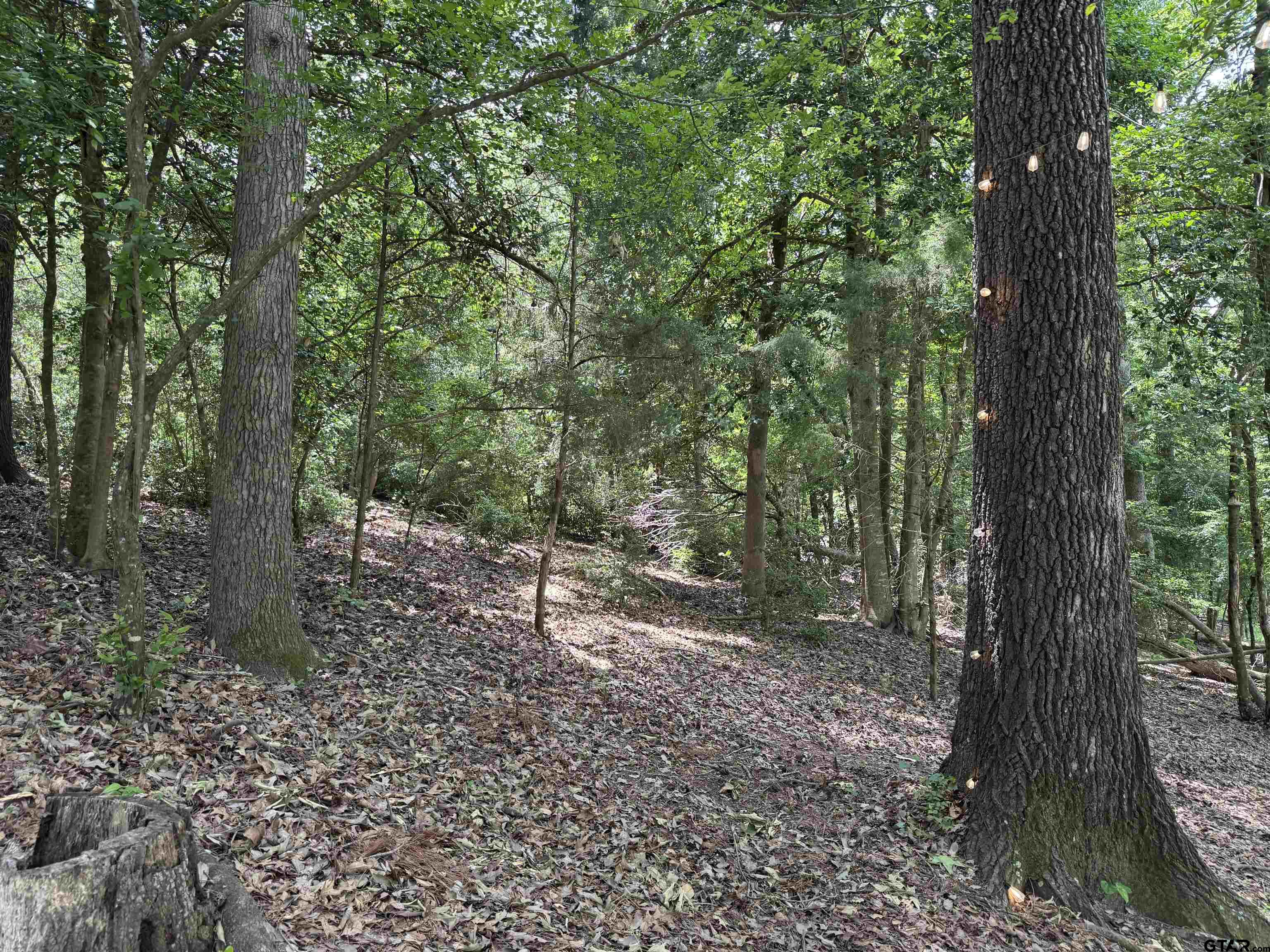289 Llano Bend Holly Lake Ranch, TX 75765 - Photo 22 of 48 a view of a forest