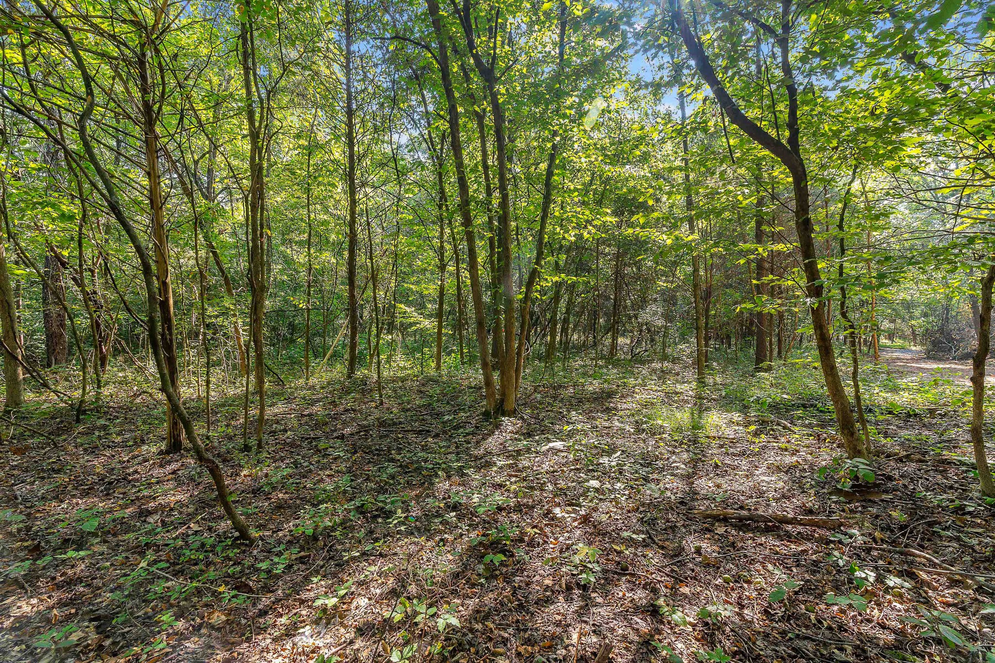 11536 Cainsville Road Lebanon, TN 37090 - Photo 4 of 21 Gallery Image 4