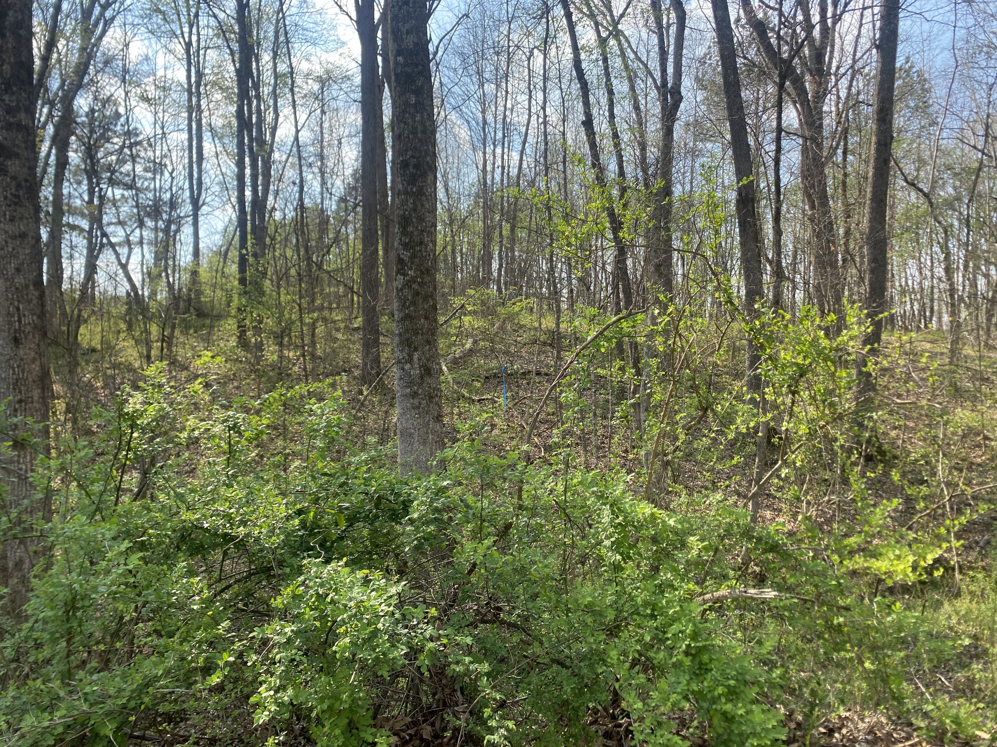 0 Mountain View Drive Morrison, TN 37357 - Photo 11 of 11