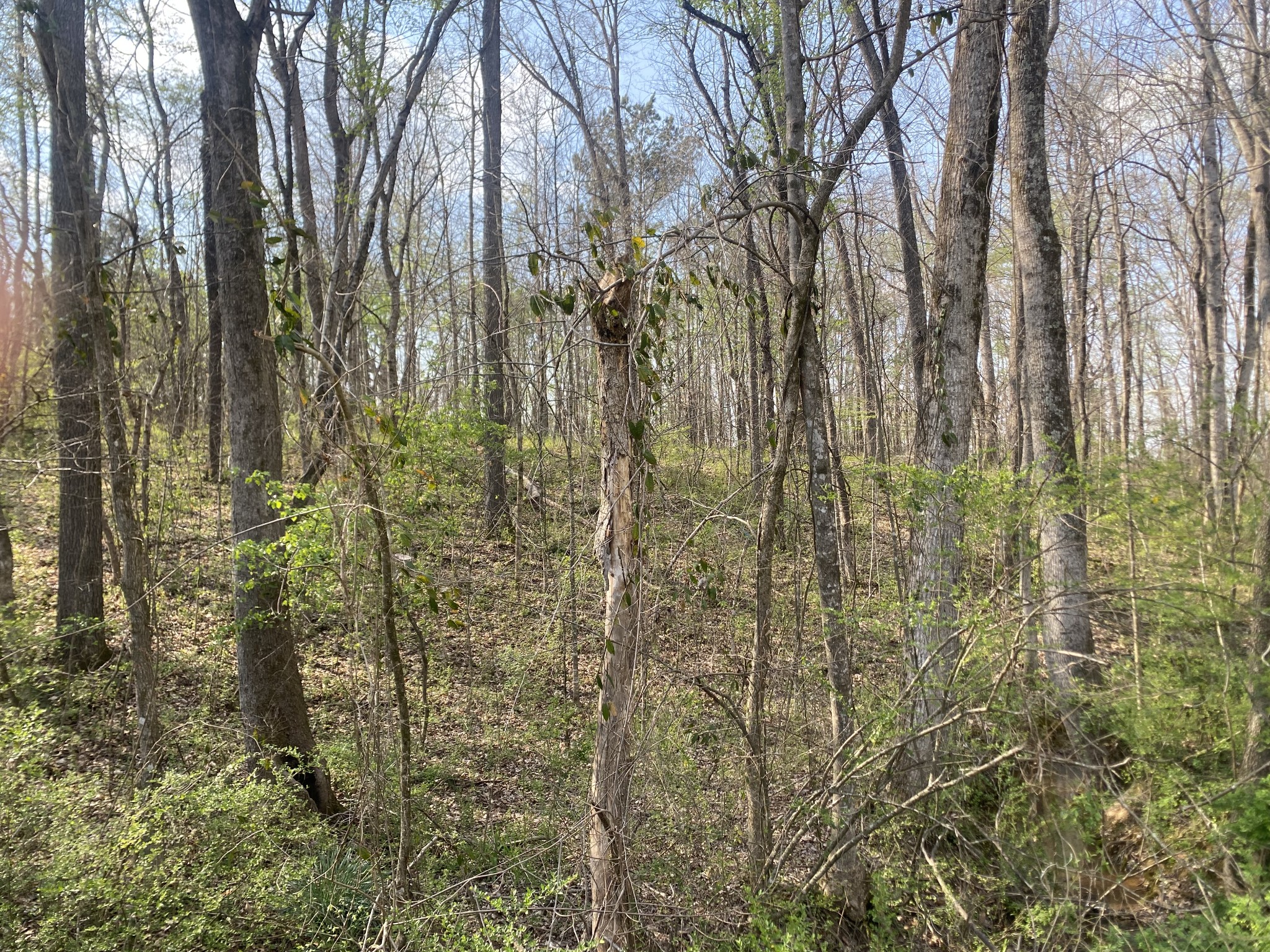 0 Mountain View Drive Morrison, TN 37357 - Photo 2 of 11 a view of a pathway