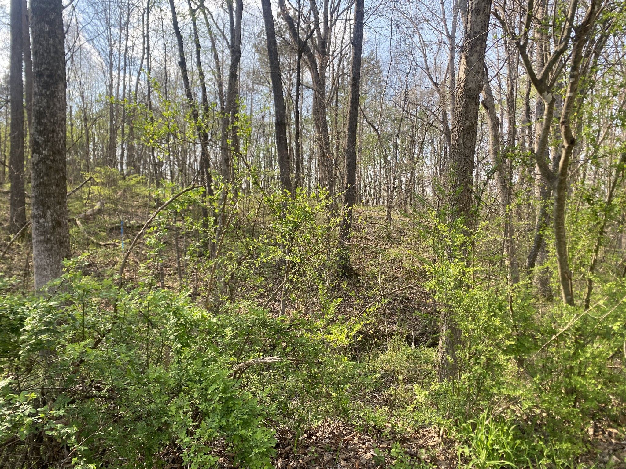 0 Mountain View Drive Morrison, TN 37357 - Photo 5 of 11 a close up of a plant