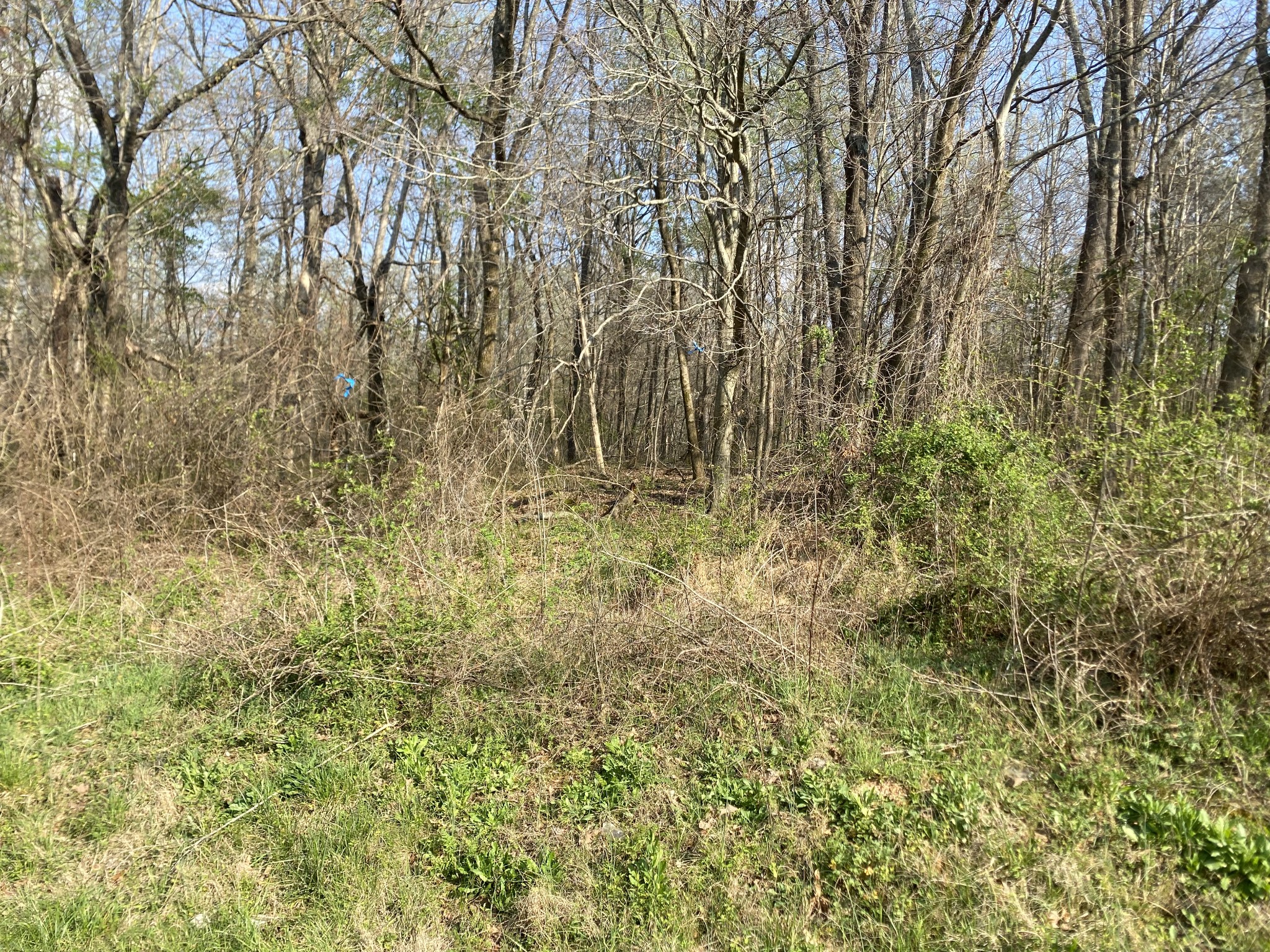 0 Mountain View Drive Morrison, TN 37357 - Photo 8 of 11 a view of a yard with a tree